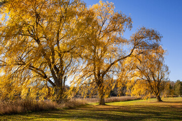 weeping willow tree in autumn gold colour
