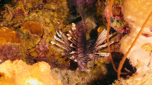 Seascape with Lionfish in coral reef of Caribbean Sea, Curacao