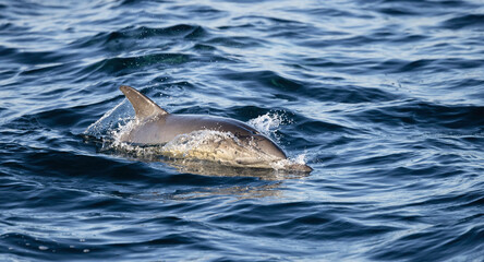 dolphin in the water, common dolphin