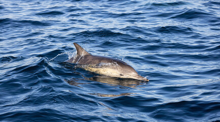 Obraz premium dolphin in the water, common dolphin 