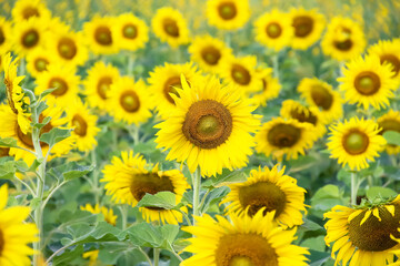Yellow sunflower field blooming in agriculture farm outdoor background