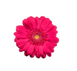 Pink gerbera daisy flower isolated cutout