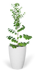 Green houseplant in white pot