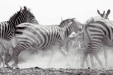 Obraz na płótnie Canvas Zebras (Equus quagga) - Kenya 