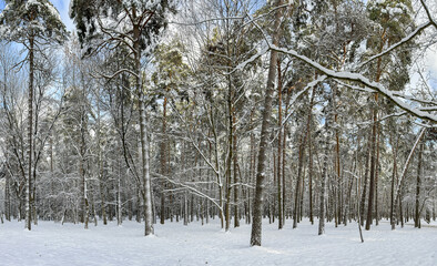 snow-covered park trees in sunny winter day. panoramic landscape.