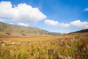 The beauty of Teletubbies Hill, a vast savanna landscape, one of the tourist destinations in the Bromo Tengger Semeru tourist area in East Java, Indonesia.