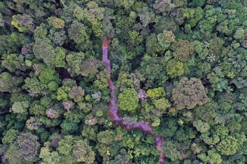 Rainforest creek in the Colombian Amazon