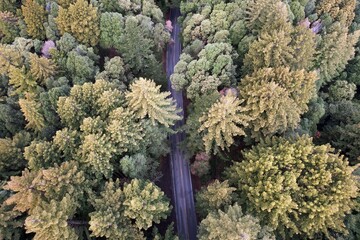 Road through a California redwood forest