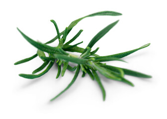 Fresh green aroma rosemary leaves