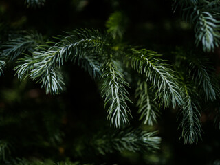 a close-up of green leaves background. Flat lay, nature concept, tropical leaves