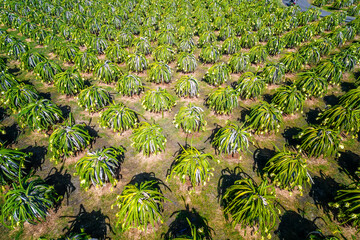 Aerial view of dragon fruit garden in organic farm. Dragon fruit. This is a cool fruit with many minerals that are beneficial for human health is grown a lot in Phan Thiet, Vietnam