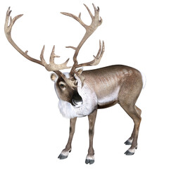 Naklejka na ściany i meble 3d deer isolated on white