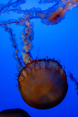 jelly fish in aquarium