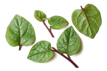 malabar spinach or ceylon spinach plant parts isolated on white background, basella alba or basella rubra known as vine spinach, medicinal herb taken straight from above