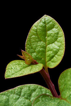 close-up macro view of malabar spinach or ceylon spinach plant foliage isolated on black background with water drops, basella alba known as vine spinach, tropical medicinal herb