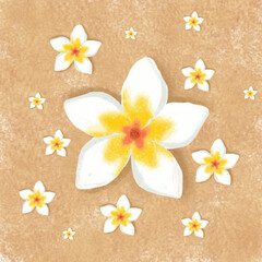 Fototapeta na wymiar Frangipani flower vector illustration design