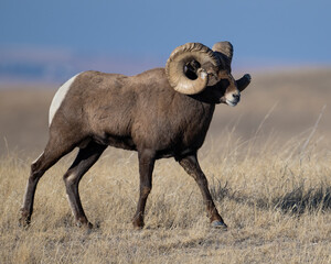 Big Horn Sheep Ram