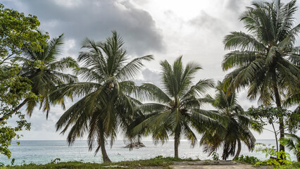 Fototapeta premium Palm trees on the ocean. Sprawling green leaves against the sky and clouds. A boulder is visible in the turquoise water. Seychelles. Mahe