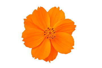 Cosmos flower blooming isolated on transparent background png file	