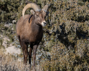 Big Horn Sheep Ram