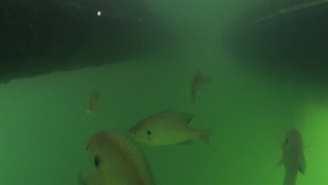 Bluegill fish in its natural habitat, feeding with bait underwater