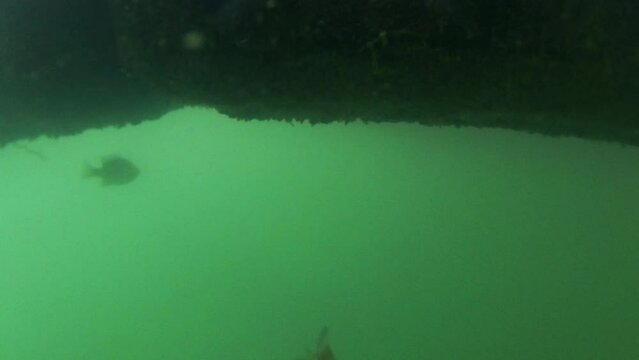 Group of bluegill fish in underwater view, feed of small bread crumbs