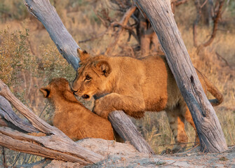 Interaction between two young African lions in the wild