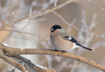 A female bullfinch sits on a branch on a cold morning. Western Siberia. Russia