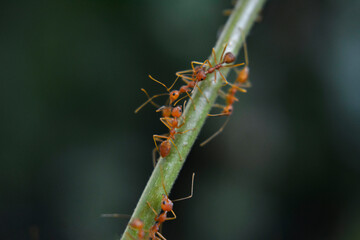 Ants are red ants walking. on the green leaf