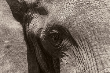 Close up of an Elephant (loxodonta africana) Black and White.