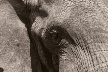 Close up of an Elephant (loxodonta africana) Black and White.