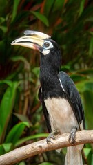 An adult female Oriental Pied Hornbill (Anthracoceros albirostris), sitting on a wooden perch. They are critically endangered in Singapore, but still common in other parts of Asia.