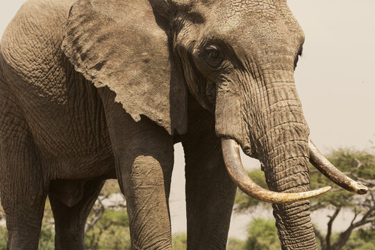 Close up of an Elephant. Kenya.