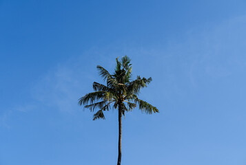 coconut tree on blue sky background