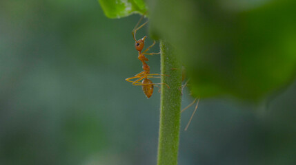 Ants are red ants walking. on the green leaf