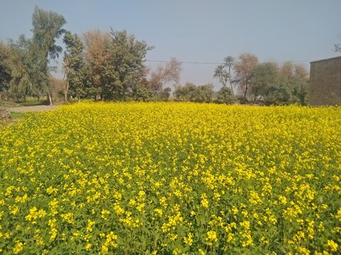 The rapeseed flower.The Sinapis arvensis detail of Diplotaxis flowering rapeseed canola or colza in latin Brassica Napus, plant for green energy and oil industry, rape seed on green grass background