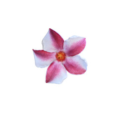 Close up red flower of Cerbera odollam tree isolated on white background. Top view small red and white flower.