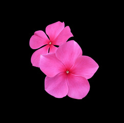 Madagascar periwinkle, Vinca,Old maid, Cayenne jasmine, Rose periwinkle flowers. Close up pink...