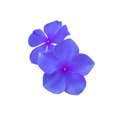 Madagascar periwinkle, Vinca,Old maid, Cayenne jasmine, Rose periwinkle flowers. Close up small blue-purple flower bouquet isolated on white background.