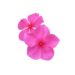 Madagascar periwinkle, Vinca,Old maid, Cayenne jasmine, Rose periwinkle flowers. Close up pink flower bouquet isolated on white background.