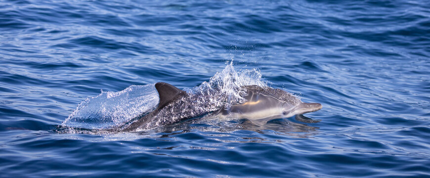 dolphin in the water, common dolphin 