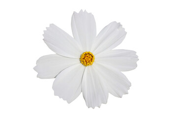 Cosmos flower blooming isolated on transparent background png file