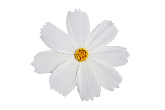 Cosmos flower blooming isolated on transparent background png file