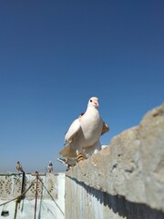 The flying pigeon homing pigeon,racing pigeon and domestic messenger pigeon Latin columba livia domestica taking a break from its long flight and feeding on a high balcony wall in spring in Italy.