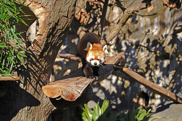 レッサーパンダ、動物園、野毛山動物園、のげやま、zoo、レッドパンダ、可愛い、小動物、