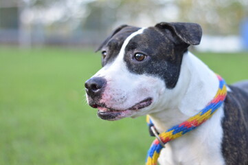 perro de raza pigbull con collar de colores y fondo de pasto