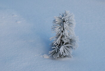 A small sapling of Siberian cedar on a cold snowy morning. Western Siberia. Russia