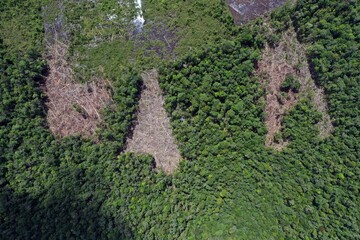 Rainforest destruction in Indonesia