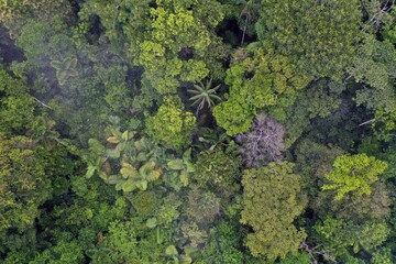 Rainforest in the Colombian Amazon