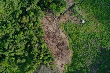 Smallholder deforestation